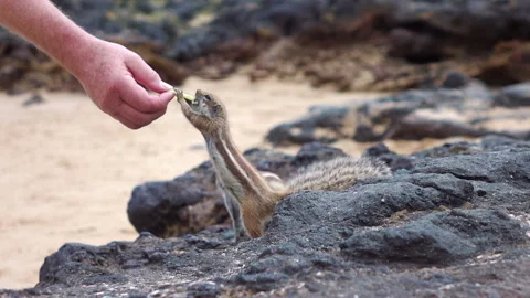 Feeding squirrel in slow motion 120fps Stock Footage 152579514