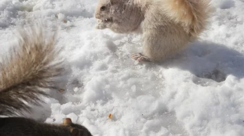Feeding squirrels Stock Footage 2184646
