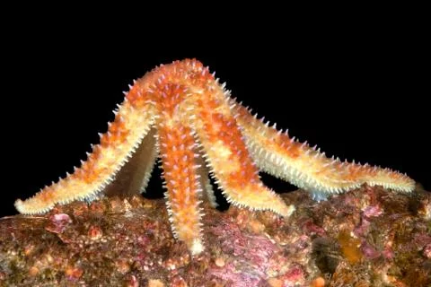Feeding starfish Stock Photos