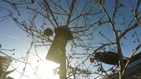 Feeding  starlings Stock Footage 59161886