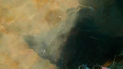 Feeding a Stingray Stock Footage 253909789