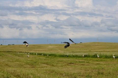 Feeding storks Stock Photos