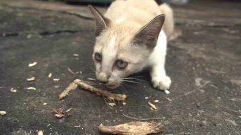 Feeding stray cat Video stock 60240848