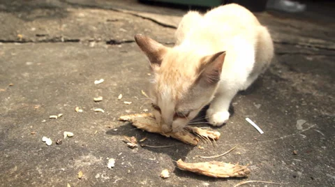 Feeding stray cat Video stock 60241099
