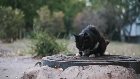 Feeding a Stray Cat Video stock 284875253