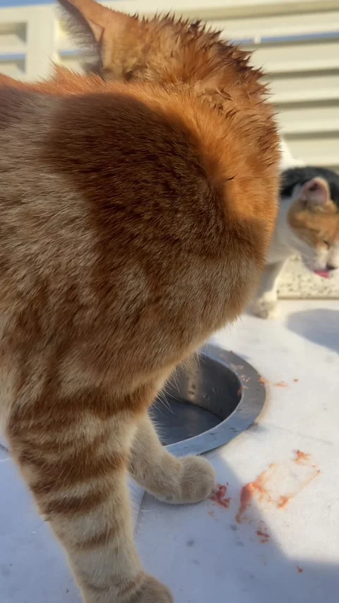Feeding a Stray Cat Under Clear Blue Sky in Peaceful Street Scene Stock Footage 310250003