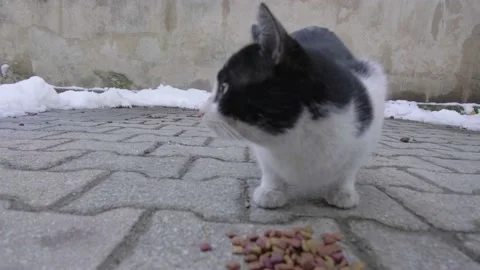 Feeding stray cat wth dry cat food in a snowy winter cold Stock Footage 149278426
