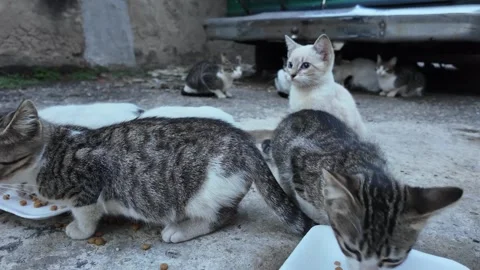 Feeding stray cats Authentic moment of connection and social work Stock Footage 327340994