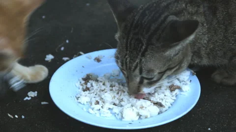 Feeding stray cats Stock Footage 60110676