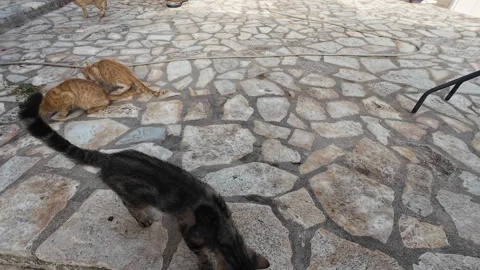 Feeding stray cats. Stock Footage 279006523