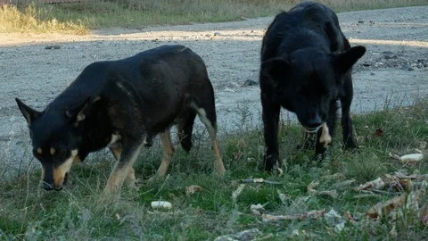 Feeding stray dogs Stock Footage 120283703