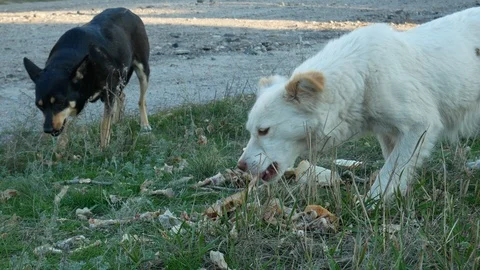 Feeding stray dogs Stock Footage 120284062