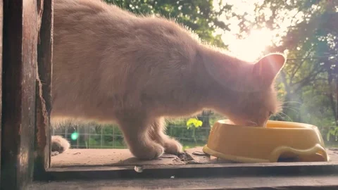 Feeding a stray ginger cat, slow motion 4k footage Stock Footage 155705728