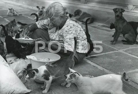 Feeding strays in Thailand Stock Photos