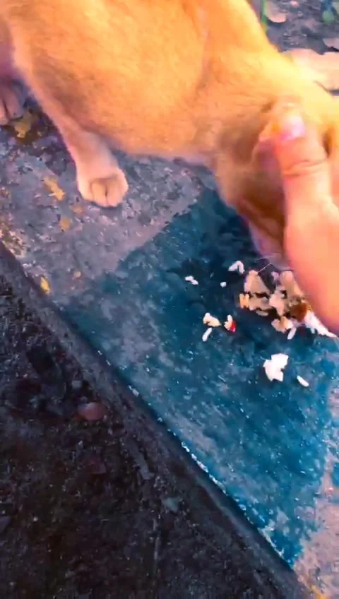 Feeding street cats Stock Footage 219007367