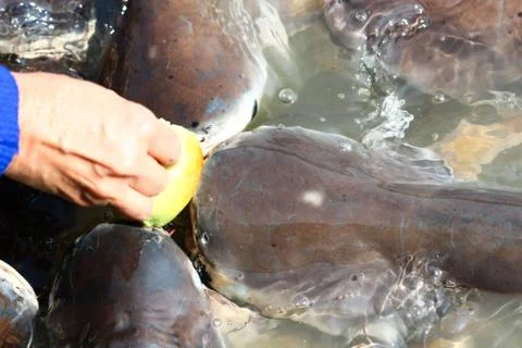 Feeding stripped catfish Stock Photos