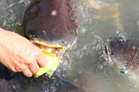 Feeding stripped catfish Stock Photos
