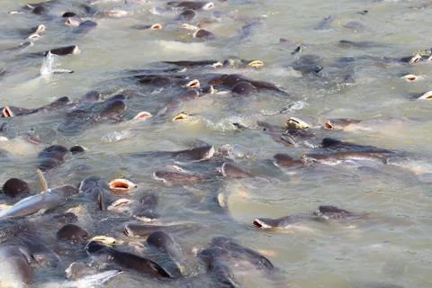 Feeding stripped catfish Stock Photos
