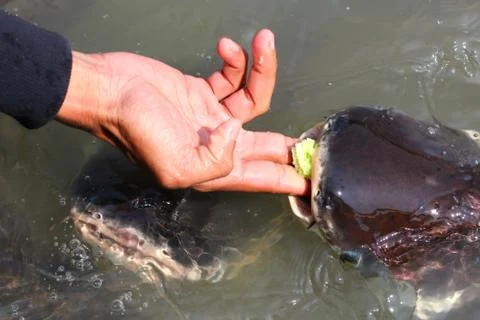 Feeding stripped catfish Stock Photos
