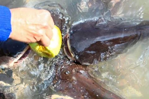 Feeding stripped catfish Stock Photos