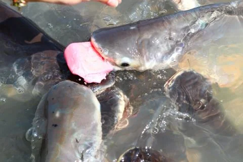 Feeding stripped catfish Stock Photos