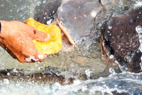 Feeding stripped catfish Stock Photos