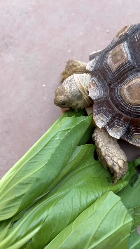 Feeding the Sulcata tortoise Stock Footage 308085478