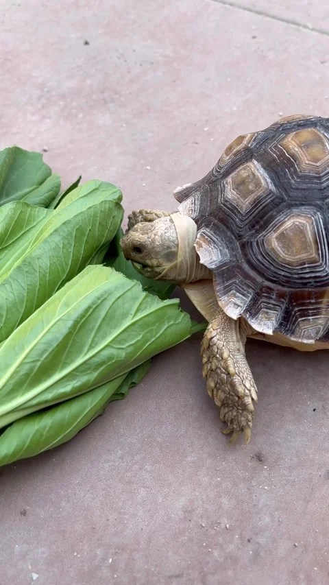 Feeding the Sulcata tortoise Stock Footage 308085509