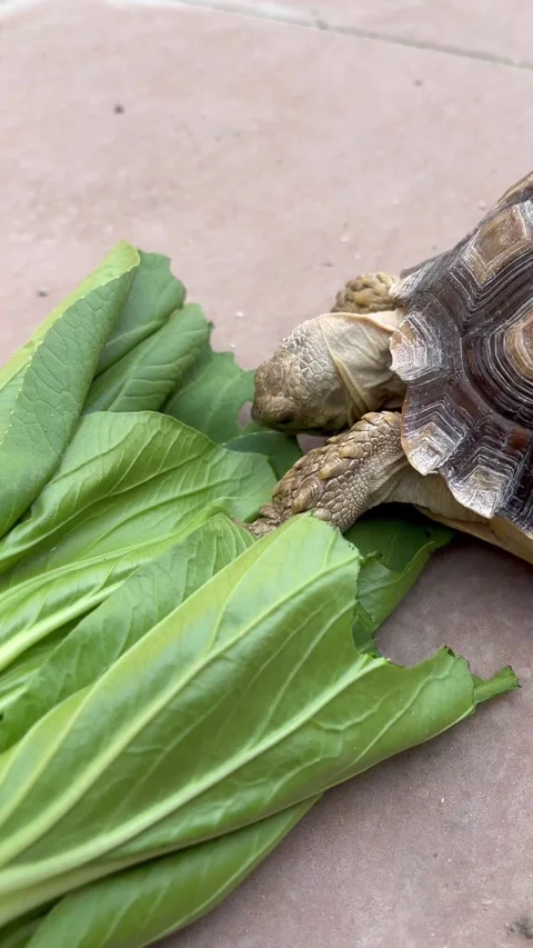 Feeding the Sulcata tortoise Stock Footage 308085510