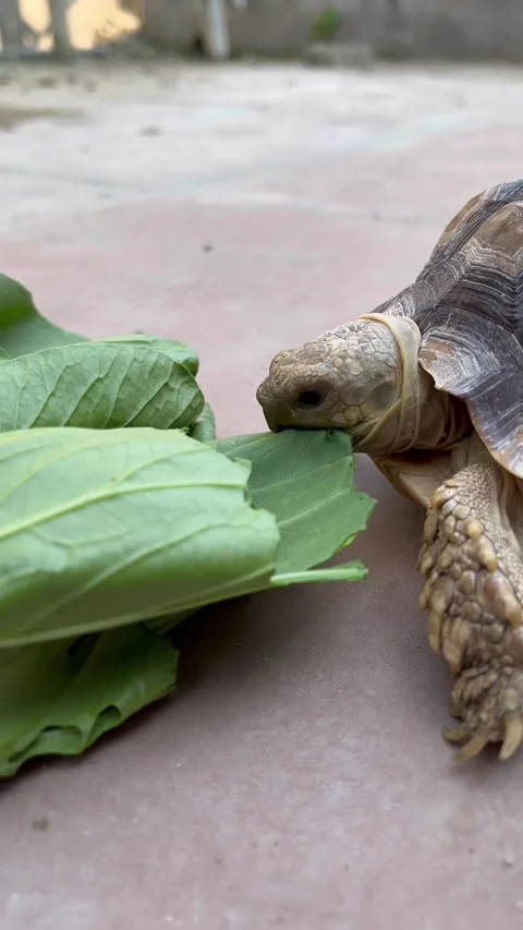 Feeding the Sulcata tortoise Stock Footage 308085513