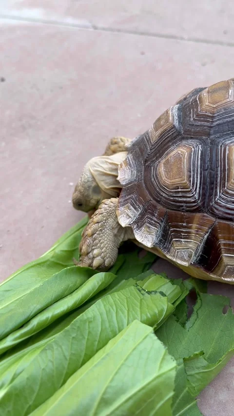 Feeding the Sulcata tortoise Stock Footage 308085520