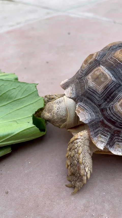 Feeding the Sulcata tortoise Video stock 308085579