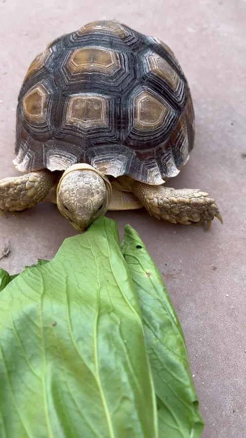 Feeding the Sulcata tortoise Video stock 308085618