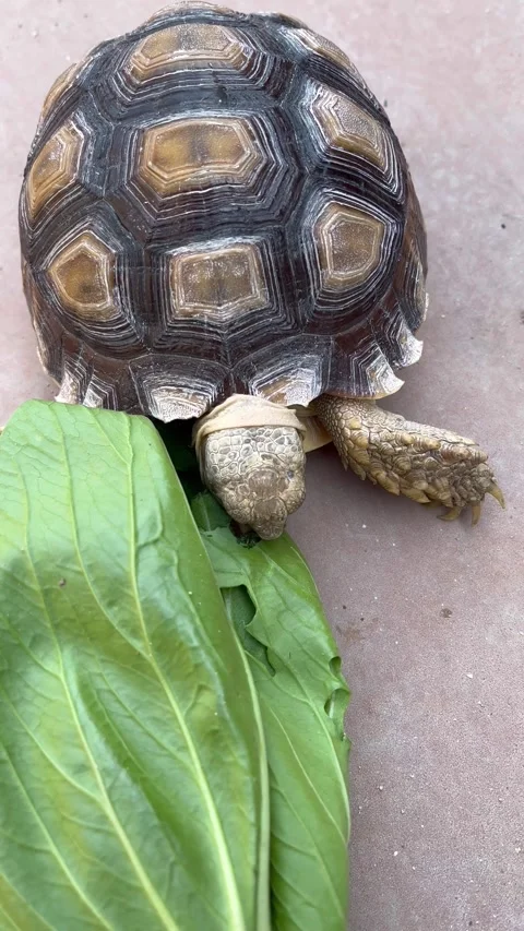 Feeding the Sulcata tortoise Stock Footage 308085621