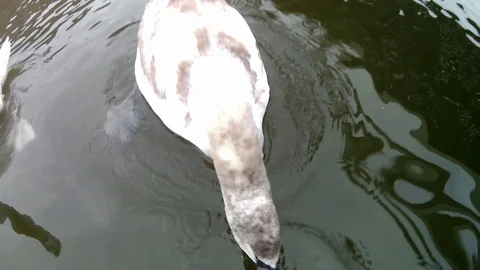 Feeding swan close up Video stock 124025475