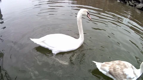Feeding swan close up Video stock 124025532
