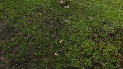 Feeding swan close up Video stock 124025724