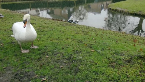Feeding swan close up Video stock 124026111