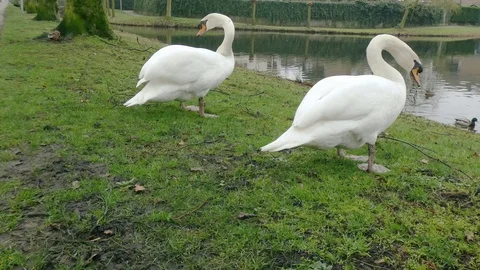 Feeding swan close up Video stock 124026291