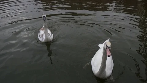 Feeding swan close up Video stock 124026488