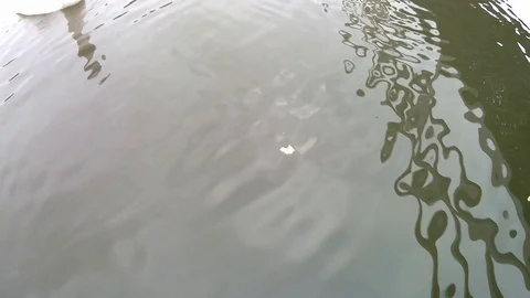 Feeding swan close up Video stock 124026569