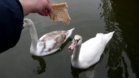 Feeding swan close up Video stock 124026585