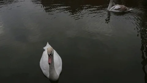 Feeding swan close up Video stock 124026675