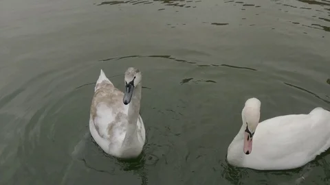 Feeding swan close up Video stock 124026757
