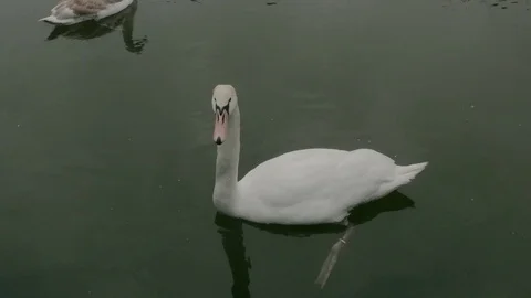 Feeding swan close up Video stock 124026792