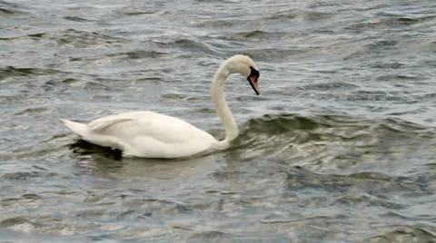 Feeding Swan Video stock 24833574