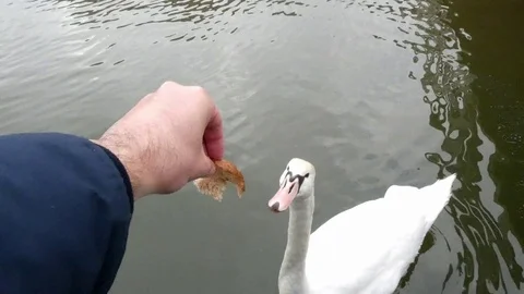 Feeding swan Video stock 124026598