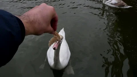 Feeding swan Video stock 124026602