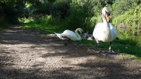 Feeding Swan Stock-Footage 157581957