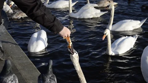 Feeding swans bread with hands in winter Stock Footage 122938609